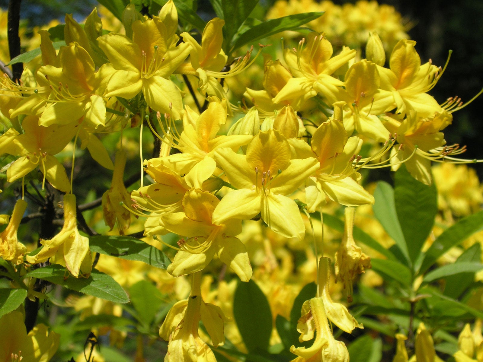 Gelb Azalee Blumensamen zur Aussaat – verschönert Garten