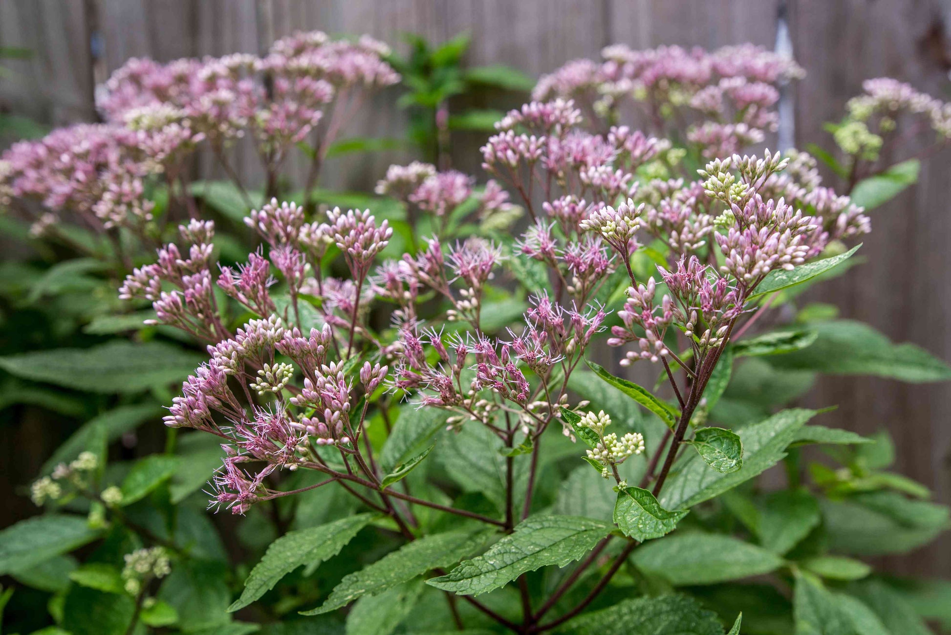 Joe Pye Blumensamen zur Aussaat Halbschatten verträglich Traditionssorte & ohne Gentechnik Samen Hausgarten
