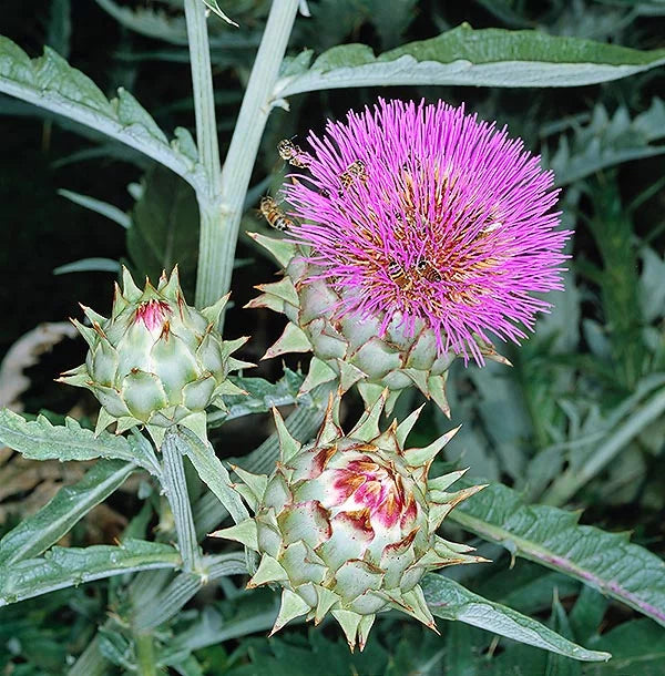 Violett Cardunculus Blumensamen zur Aussaat – Garten beliebt – Traditionssorte & ohne Gentechnik Samen Hausgarten