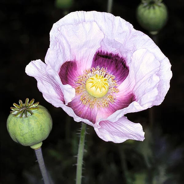 Hungarian Blumensamen zur Aussaat ideal Rabatten Traditionssorte & ohne Gentechnik Samen Hausgarten