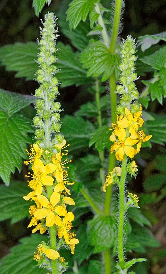 Agrimony Blumensamen zur Aussaat sonnenliebend Traditionssorte & ohne Gentechnik Samen Hausgarten