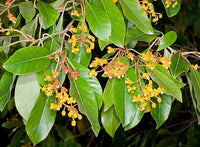 Byrsonima Crassifolia Blumensamen zur Aussaat robust Sorte Traditionssorte & ohne Gentechnik Samen Hausgarten