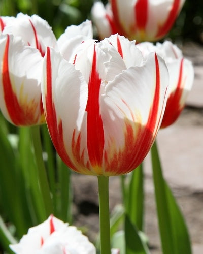 Rot Weiß Tulpe Blumensamen Blumensamen zur Aussaat Schnitt Blume beliebt Traditionssorte & ohne Gentechnik Samen Hausgarten