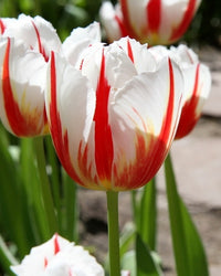 Rot Weiß Tulpe Blumensamen Blumensamen zur Aussaat Schnitt Blume beliebt Traditionssorte & ohne Gentechnik Samen Hausgarten