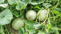 Juicy sliced fortuna melon süße tender flesh