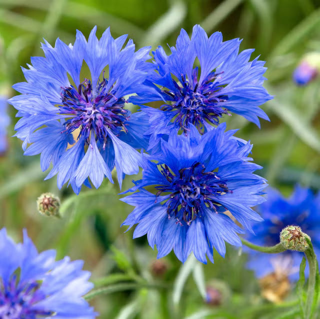 Kornblumenblaue Pflanzsamen für Haus und Garten