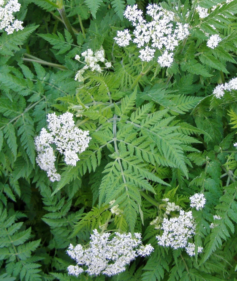 Cicely Myrrhis Odorata Blumensamen zur Aussaat – pflegeleicht – Traditionssorte & ohne Gentechnik Samen Hausgarten