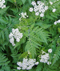 Cicely Myrrhis Odorata Blumensamen zur Aussaat – pflegeleicht – Traditionssorte & ohne Gentechnik Samen Hausgarten