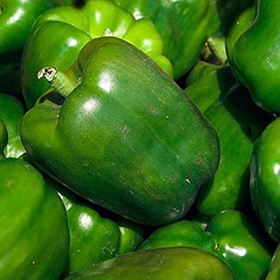 Jupiter bell pepper pflanzen wachsend in the garten