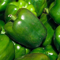 Jupiter bell pepper pflanzen wachsend in the garten