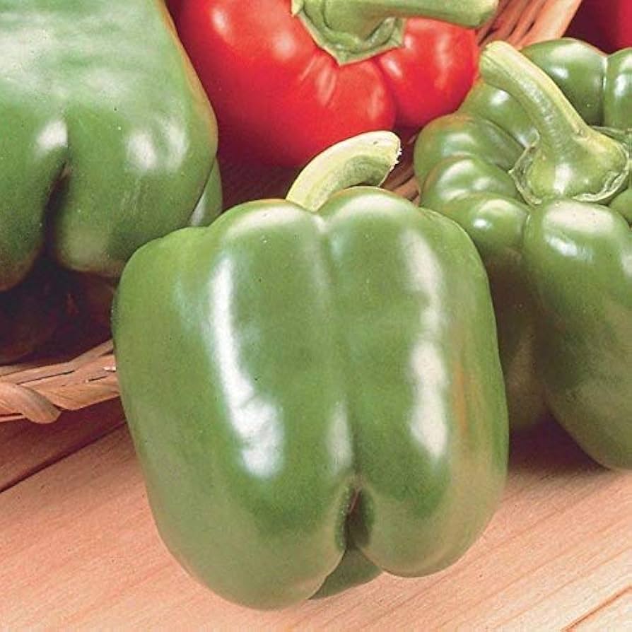 Jupiter pepper samen für home gardeners