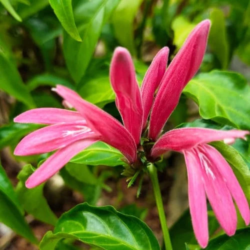 Flamingoblume Blumensamen zur Aussaat – Anzucht – Traditionssorte & ohne Gentechnik Samen Hausgarten