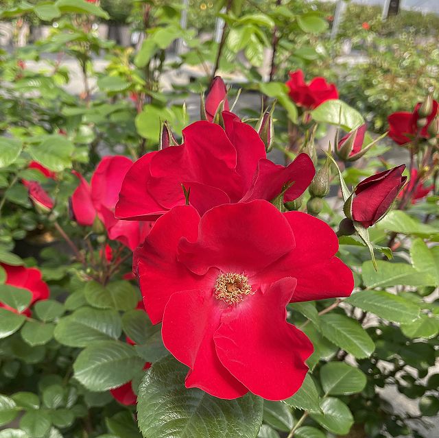 Rot Rugosa Rose Blumensamen zur Aussaat – ideal Rabatten – Traditionssorte & ohne Gentechnik Samen Hausgarten