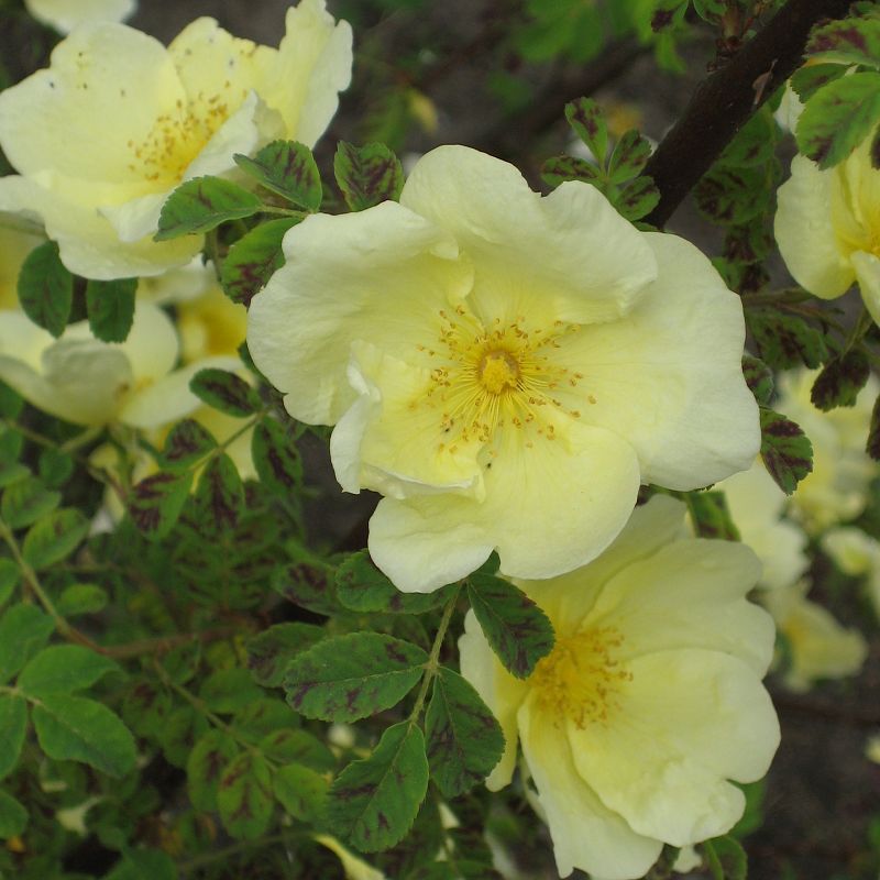 Gelb Hugo Rose Blumensamen Aussaat
