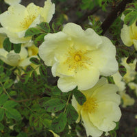 Gelb Hugo Rose Blumensamen Aussaat
