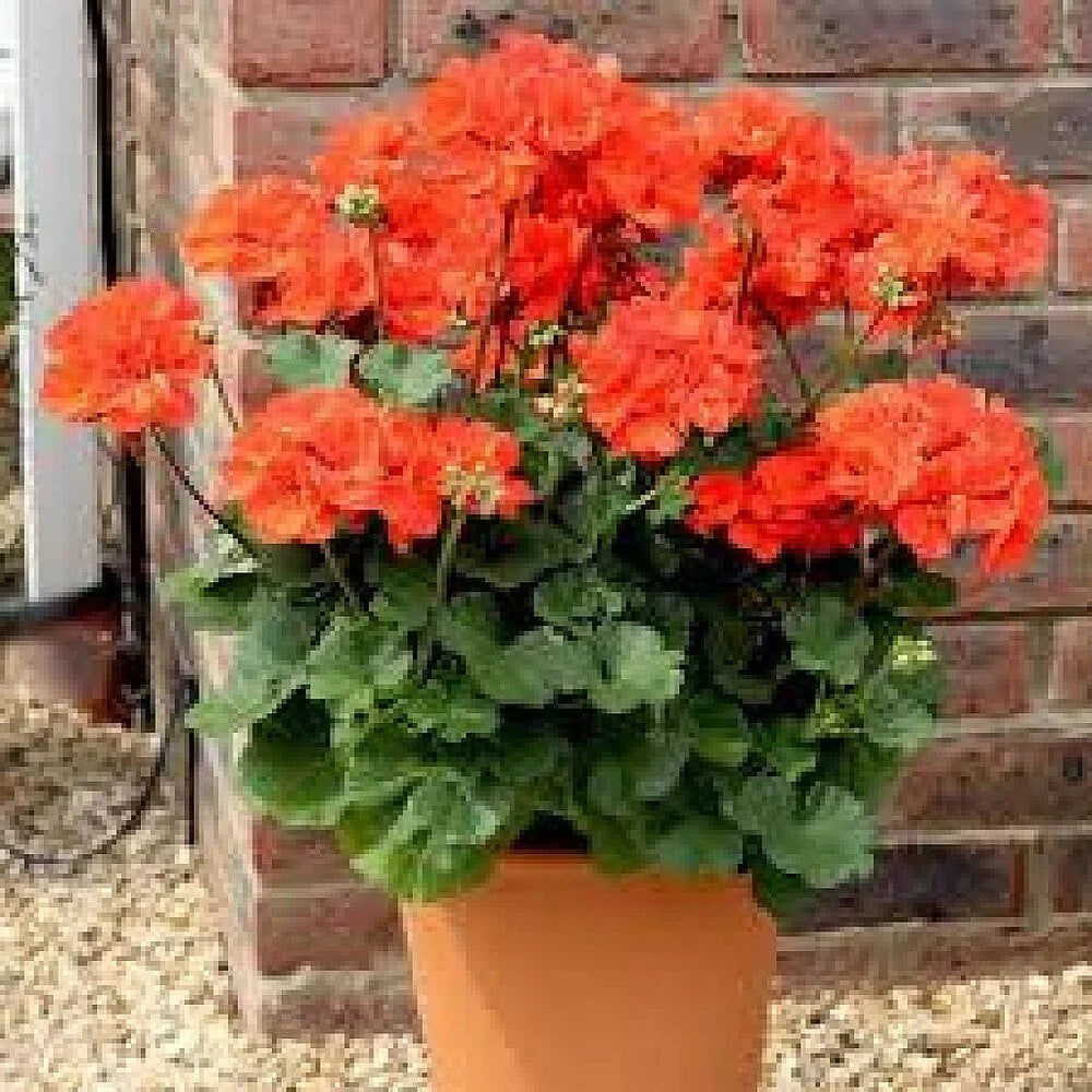 hell Orange Geranie mehrjährig Blumensamen zur Aussaat kompakt Wuchs Traditionssorte & ohne Gentechnik Samen Hausgarten