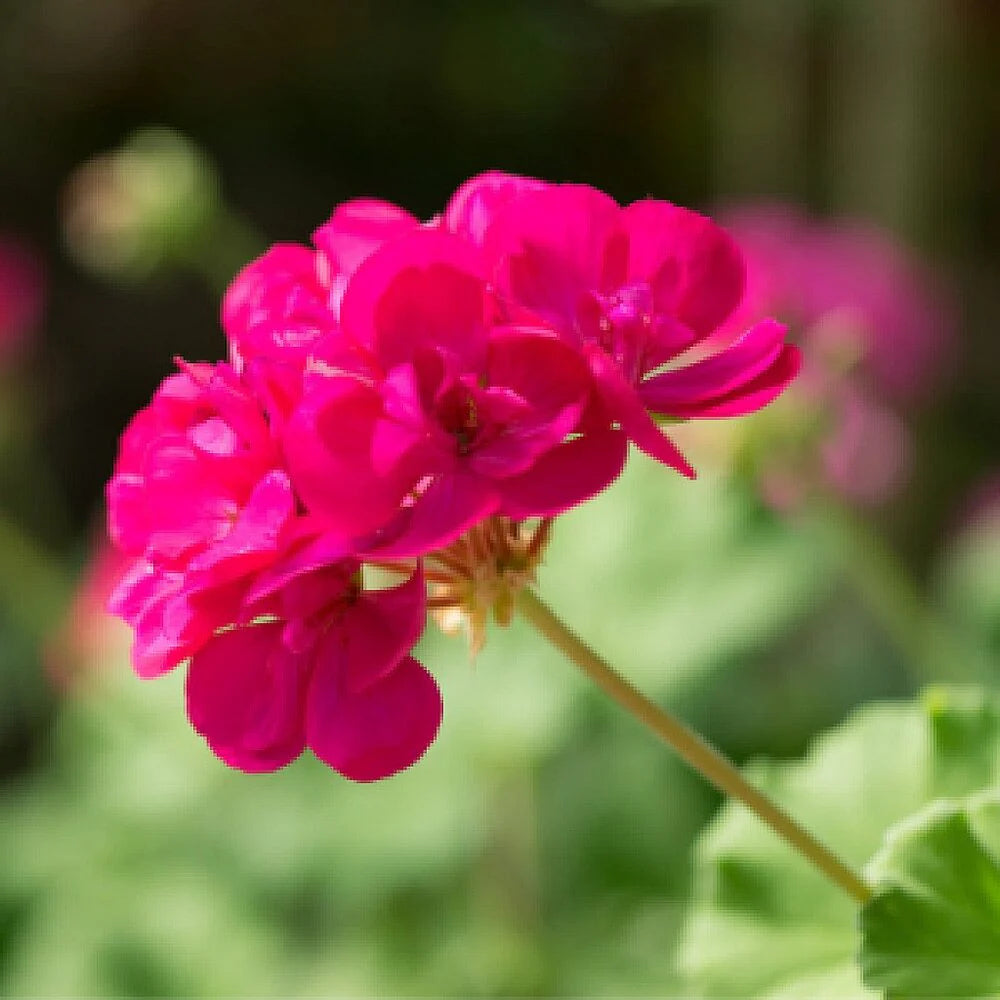 dunkel Rosa Geranie Pelargonium Blumensamen zur Aussaat Halbschatten verträglich Traditionssorte & ohne Gentechnik Samen Hausgarten