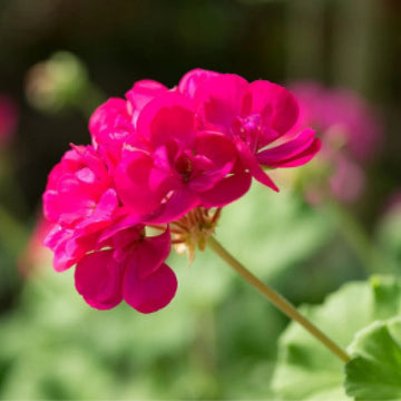 dunkel Rosa Geranie Pelargonium Blumensamen zur Aussaat Halbschatten verträglich Traditionssorte & ohne Gentechnik Samen Hausgarten