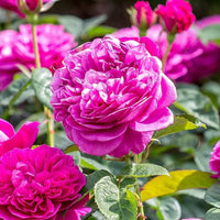 Rosa Miniature Rose Samen zur Aussaat Schnitt Blume beliebt Traditionssorte & ohne Gentechnik Samen Hausgarten