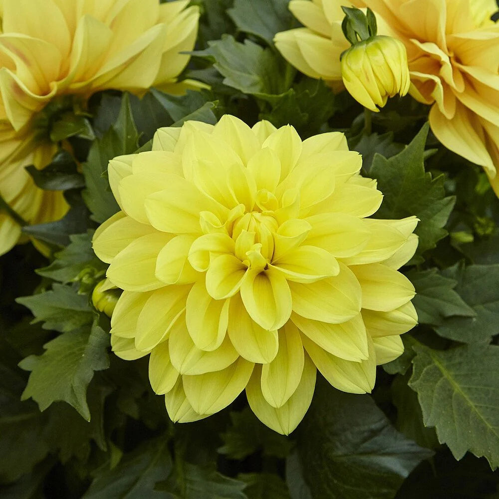 hell Gelb Dahlie Blumensamen zur Aussaat lang Blüte Saison Traditionssorte & ohne Gentechnik Samen Hausgarten