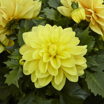hell Gelb Dahlie Blumensamen zur Aussaat lang Blüte Saison Traditionssorte & ohne Gentechnik Samen Hausgarten