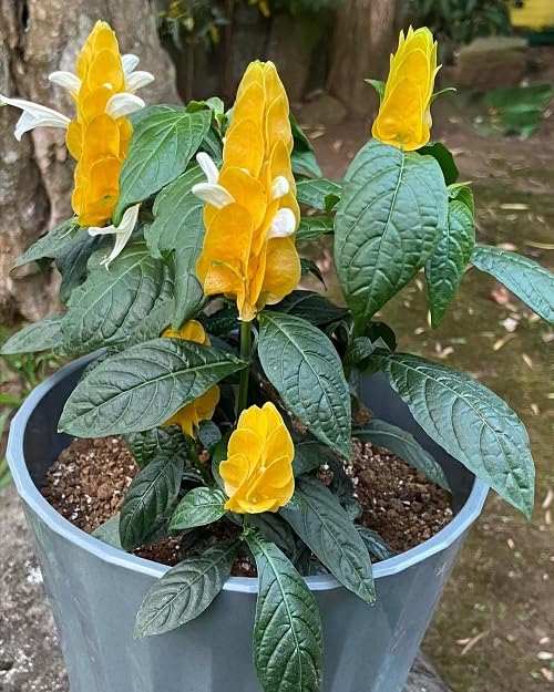 Gelb Pachystachys Lutea Blumensamen zur Aussaat und Gardening