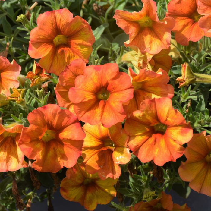 Orange Petunie Blumensamen zur Aussaat pflegeleicht Traditionssorte & ohne Gentechnik Samen Hausgarten