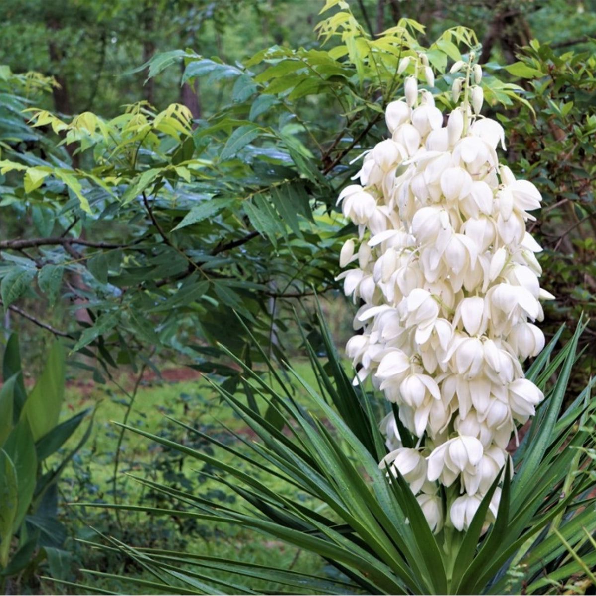 Weiß Yucca Baum Aussaat Samen ideal Gärten