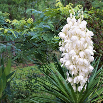 Weiß Yucca Baum Aussaat Samen ideal Gärten