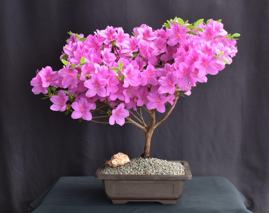 klein Rosa Simsii Bonsai Blumensamen zur Aussaat Landhaus Garten wichtig Traditionssorte & ohne Gentechnik Samen Hausgarten
