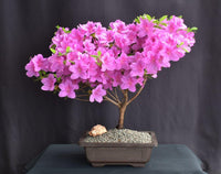 klein Rosa Simsii Bonsai Blumensamen zur Aussaat Landhaus Garten wichtig Traditionssorte & ohne Gentechnik Samen Hausgarten