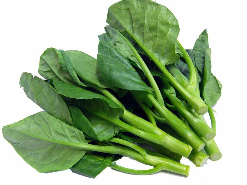 Healthy kai lan pflanze wachsend in home garten