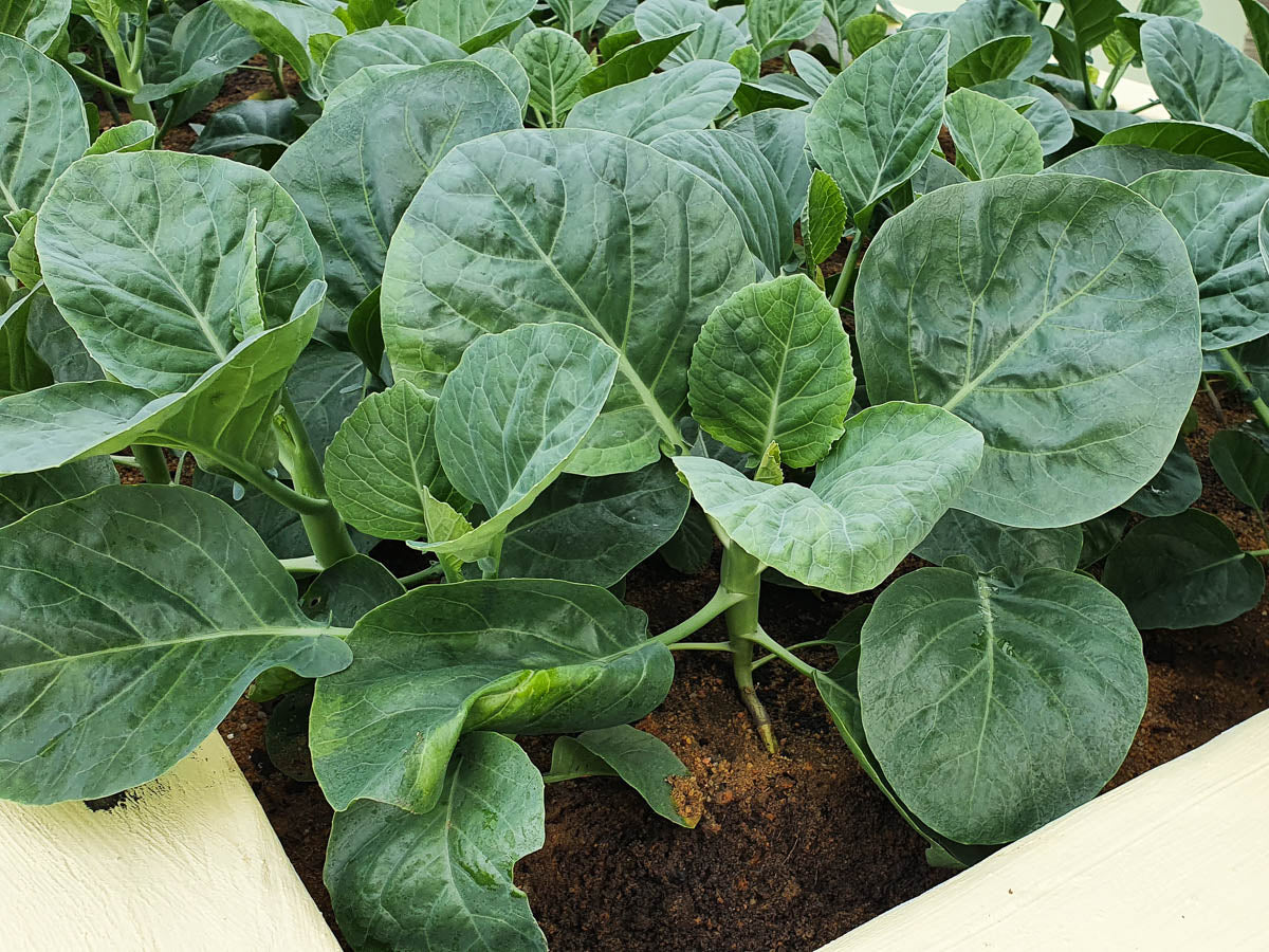 Kai lan samen für aussaat non-gmo asian greens