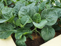 Kai lan samen für aussaat non-gmo asian greens