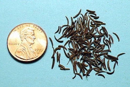 Fine aromatic foliage developed from Kala Jeera Black Cumin Samen