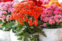 Flammendes Käthchen Samen – Flammendes Käthchen Blossfeldiana – Potted Pflanzen – blühend Pflanzen