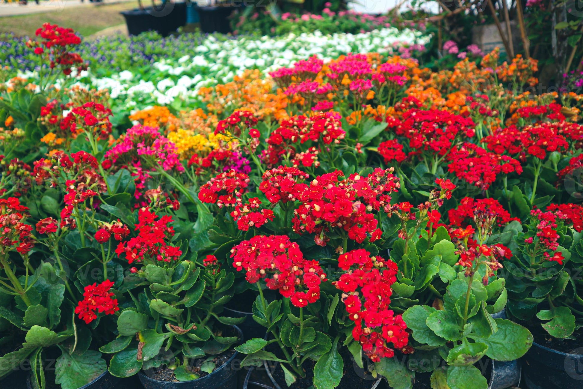 Gemischt Flammendes Käthchen Blumensamen zur Aussaat – duftend Blüten – Traditionssorte & ohne Gentechnik Samen Hausgarten