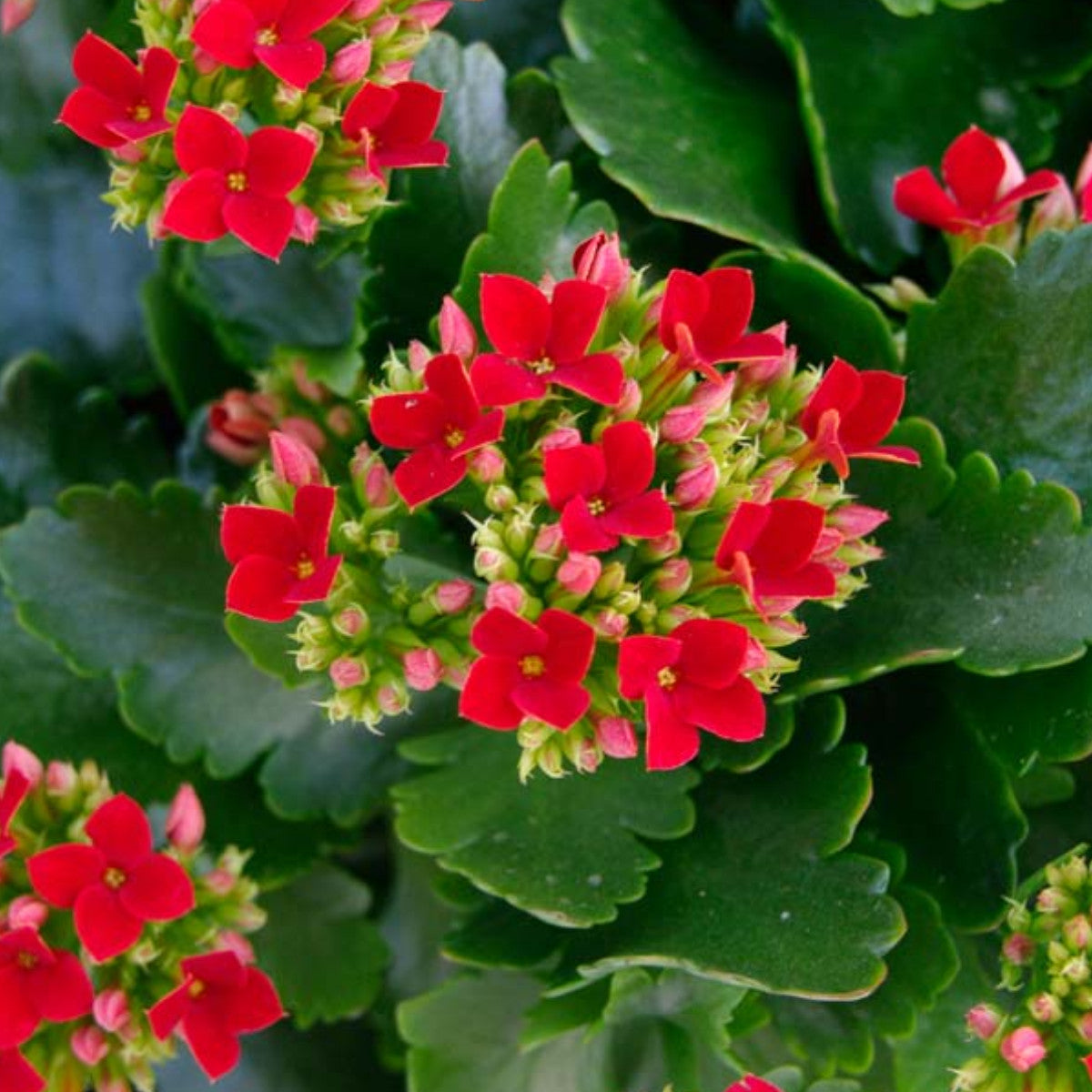 Rot Flammendes Käthchen Blumensamen zur Aussaat Schnitt Blume beliebt Traditionssorte & ohne Gentechnik Samen Hausgarten