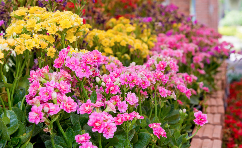 Rosa Flammendes Käthchen Blumensamen zur Aussaat pflegeleicht Traditionssorte & ohne Gentechnik Samen Hausgarten