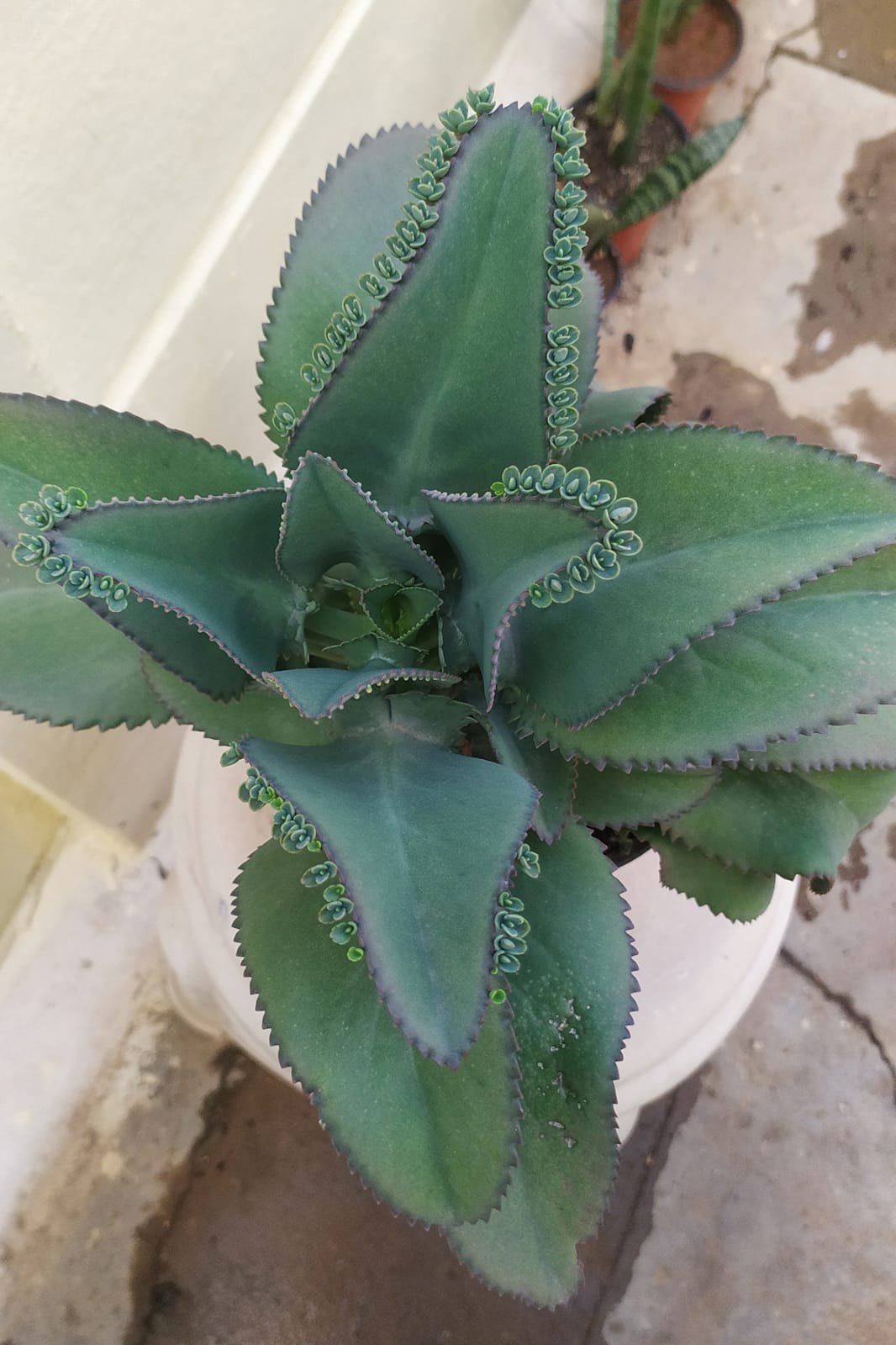Kalanchoe seedlings wachsend in töpfen