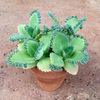 Kalanchoe samen for anpflanzung in garten or töpfen