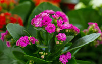 Kalanchoe succulent samen lila variety – indoor and outdoor anpflanzung