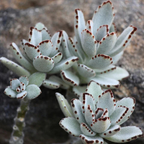 Chocolate Succulent Blumensamen ideal Rabatten Traditionssorte & ohne Gentechnik Samen Hausgarten