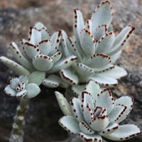 Chocolate Succulent Blumensamen ideal Rabatten Traditionssorte & ohne Gentechnik Samen Hausgarten