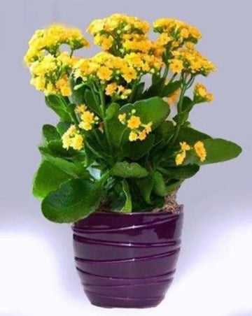 Kalanchoe (kalanchoe blume) samen for anpflanzung in home garten