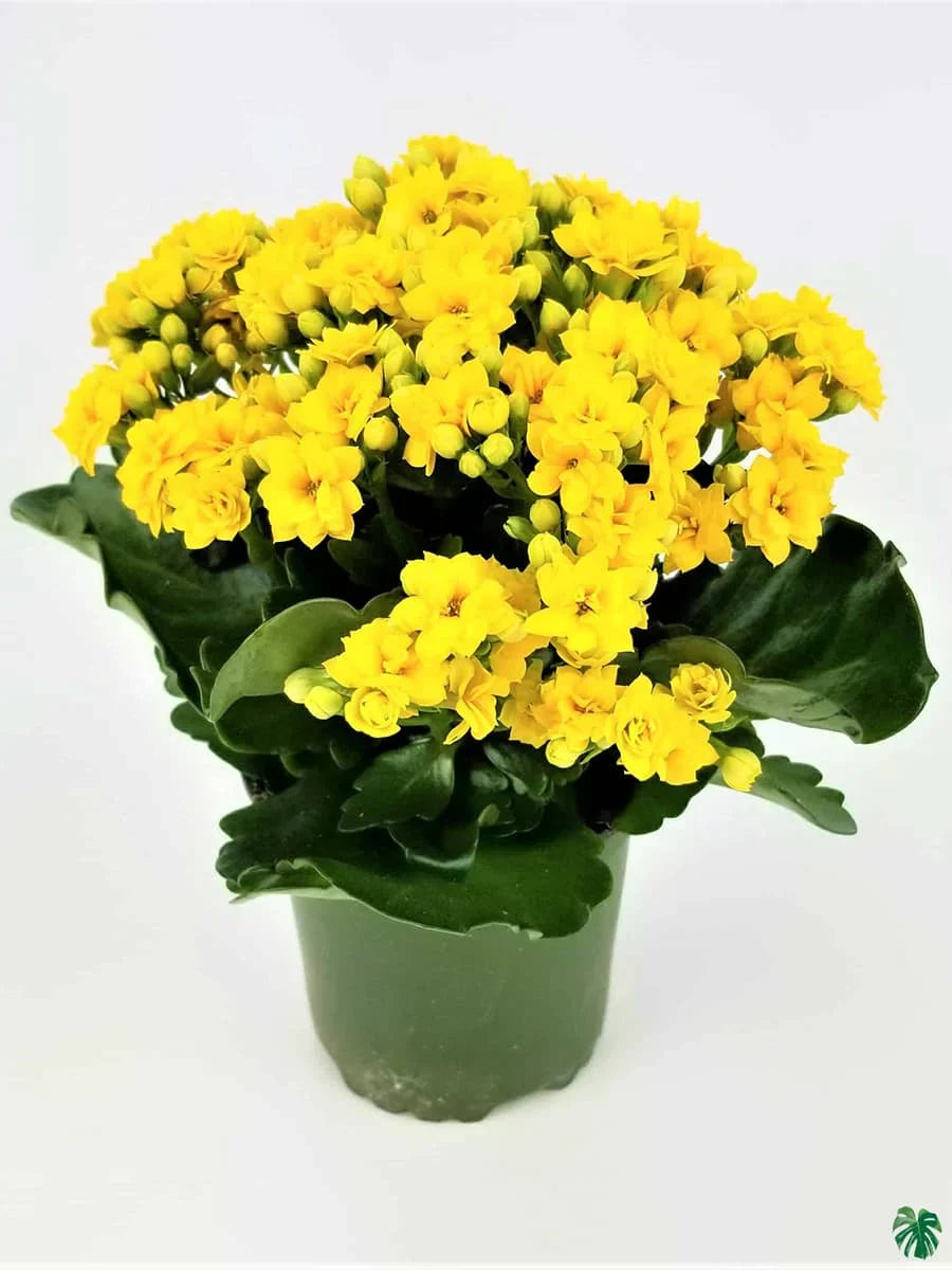 Buy gelb kalanchoe blume samen online – vibrant garten blumen