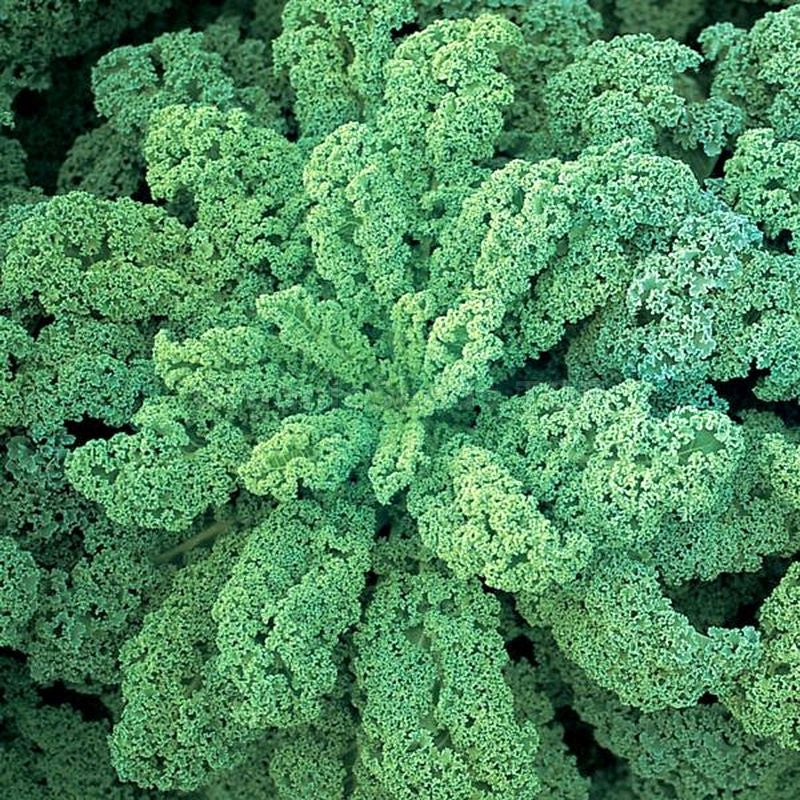 Kale seedlings sprouting in garten soil