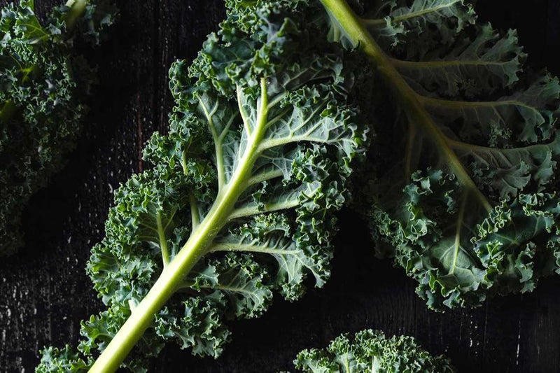 Kale Gemüsesamen für einfache Aussaat