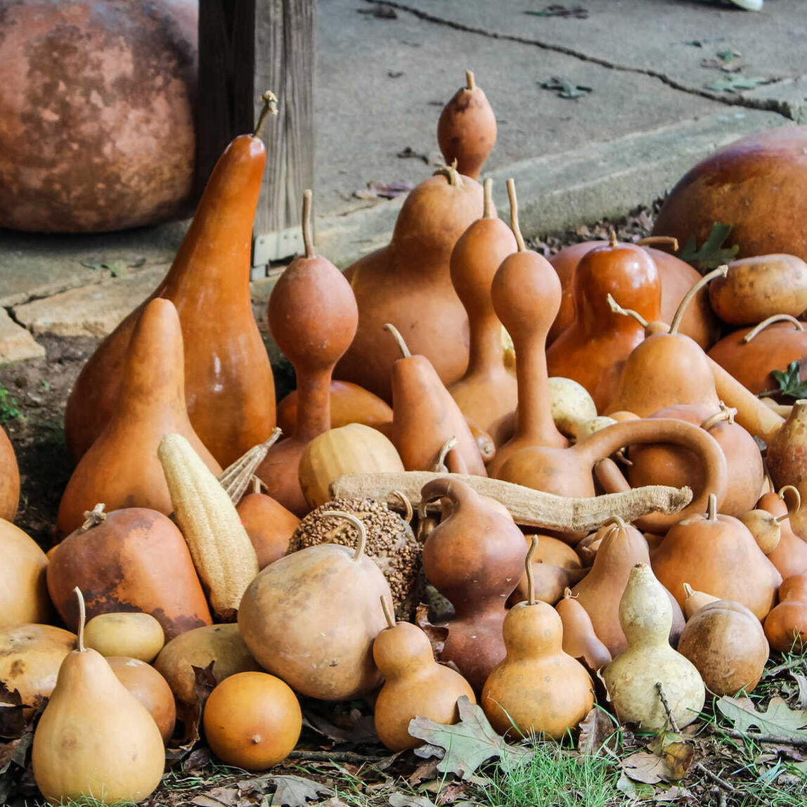 Braun Gourd Gemüsesamen für einfache Aussaat
