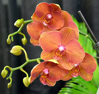 Orange Schmetterlingsorchidee Orchidee Blumensamen Blumensamen zur Aussaat Garten beliebt Traditionssorte & ohne Gentechnik Samen Hausgarten